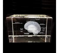 Herramientas de enseñanza, Modelo de Cerebro Humano 3D, Modelo de Cristal, pisapapeles, Regalo de Medicina, Recuerdo médico (3,1 x 2 x 2 Pulgadas)