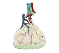 Herramientas de Modelo Didáctico Modelo de Simulación Ampliada de Lóbulos Pulmonares Modelo de Anatomía Visceral Características Y Estructura Anatómica Precisa para consultorios Médicos. Herramie