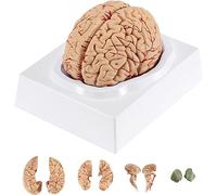 Herramientas de Modelos de enseñanza, anatomía del Cerebro Humano, Modelo de Cerebro Humano de 9 Partes para enseñar neurociencia con Vasos, Modelo de anatomía de tamaño Natural pa