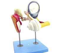 Herramientas de Modelos de Enseñanza Modelo de Cóclea En El Cuerpo Humano Laberinto del Oído Interno Humano Huesecillos Tímpano Modelo de Cóclea Modelo de Anatomía Modelo Anatómico del Oído Human