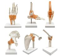 Herramientas de Modelos Didácticos Cuerpo Humano Seis Articulaciones Principales Modelos de Anatomía 6 Piezas Conjunto Modelos de Anatomía Hombro Humano Codo Cadera Rodilla Mano Pie Articulación