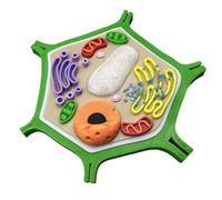 Herramientas de Modelos Didácticos Modelo de Estructura de Célula Vegetal Impresión 3D Modelo de Célula Biológica Modelo de Célula Vegetal Ampliado Modelos Médicos Anatómicos