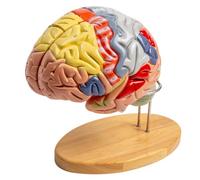 Herramientas para Modelos de Enseñanza Modelo de Anatomía Cerebral Extraíble Tronco Encefálico Psicología Médica Ayuda para Cerebelo Extraíble 2X