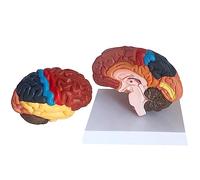 Herramientas para Modelos Didácticos Tronco Encefálico Humano Modelo de Tronco Encefálico (Núcleos Hipotálamo Tronco Encefálico) Modelo Anatómico del Cerebro para Fines Educativos Médicos (D)