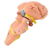 Herramientas para Modelos Didácticos Tronco Encefálico Humano Modelo de Tronco Encefálico (Núcleos Hipotálamo Tronco Encefálico) Modelo Anatómico del Cerebro para Fines Educativos Médicos (A)