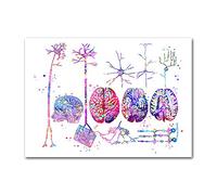 HERW Cuadro sobre Lienzo Póster Póster Neuronas del Cerebro Pinturas Artísticas del Sistema Nervioso Tipos Neuronas Impresión Imágenes Histología Decoración Regalo Médico Neurocirujano