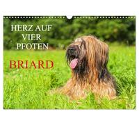 Herz auf vier Pfoten - Briard (Wandkalender 2026 DIN A3 quer), CALVENDO Monatskalender: Auf 13 traumhaft schönen Fotos zeigt die Tierfotografin Sigrid Starick diese schöne Hunderasse