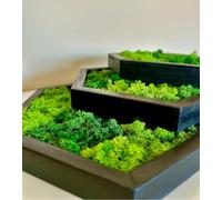 Hexagon - Decoración de pared con musgo, musgo real, sin mantenimiento, ecológico, natural, enmarcada, decoración de pared moderna con plantas vivas (3)