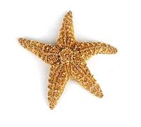 Heyiwell 1 estrella de mar de azúcar, estrella de mar de azúcar natural grande real para artes de playa y manualidades, decoración del hogar, 6 a 8 pulgadas