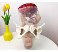 HGAYUBDV Modelo de Parto Femenino, simulador de Entrenamiento de partería con muñeca/con cordón Umbilical/Amnios, Placenta, Pelvis de bebé Separable for maniquí de enseñanza de ginecología médica.
