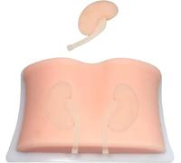HGAYUBDV Regalo médico, modelo de punción renal humana, modelo de enseñanza de maniquí, modelo B, modelo de entrenamiento de riñón inferior, biopsia renal guiada por ultrasonido para enseñanza. (15,5