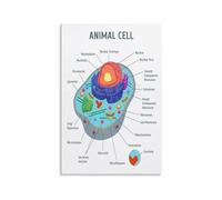 HGETJOHXEM Animal Cell Biology Poster, Science Anatomy Educational Chart with Nucleus & Mitochondria, Classroom Wall Art for School, Bedroom and Study Room(Framed,12x18inch(30x45cm))