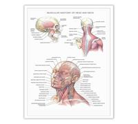 HGETJOHXEM Muscular Anatomy Head and Neck Poster Human Anatomical Physiology Art Wall Decor for Dorm Laboratory Hospital(Framed,16x24inch(40x60cm))
