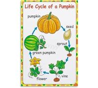 HGETJOHXEM The Life Cycle of a Pumpkin Educational Nature Poster Canvas Wall-Art for Fall Homeschool Room or Cozy Living Room Decor(Unframed,16x24inch(40x60cm))