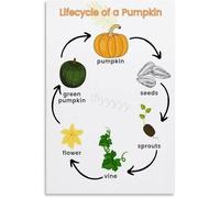 HGETJOHXEM The Life Cycle of a Pumpkin Illustrated Educational Poster Canvas Wall-Art for Fall Classroom or Homeschool Decor(Framed,16x24inch(40x60cm))