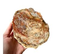 HHCTEBEC Rodajas De Madera Petrificada Natural, Rodajas De Piedra Cruda De Jade Petrificado Piedra De Paisaje Piedra ExtrañA Base para Posavasos De Té DecoracióN del Hogar,150~200g
