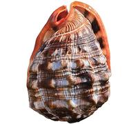 HHOZsafety Conchas de Mar, Conchas de Mar Grandes Naturales Caracol Wanbao Concha Viaje Decoración del Hogar Decoraciones de Bodas en la Playa Coleccionables Paisaje de AC