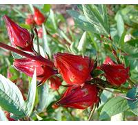 Hibiscus sabdariffa, Hibisco Rosella, de rápido Crecimiento y floración, 10 Semillas