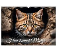 Hier kommt Mietzi (Wandkalender 2026 DIN A3 quer), CALVENDO Monatskalender: Ein Kalender mit frechen Katzen, jeden Monat neu!