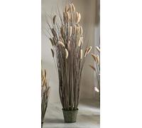 HIERBA DE COLA DE ZORRO TONOS ROJIZOS 145 CMS. 145 cms