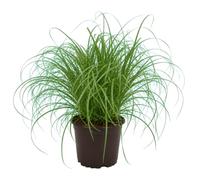 Hierba de Gato Cyperus Alternifolius Zumula DECOALIVE, Maceta 12 cm, Planta Resistente para Casa, 25-30 cm de altura