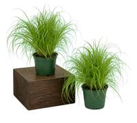 Hierba de Gato Cyperus Alternifolius Zumula | Dúo de 2 Unidades | Maceta 12 cm | 25-30 cm de Altura | de Crecimiento Herbáceo | DECOALIVE