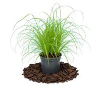 Hierba de Gato Natural Cyperus Alternifolius Zumula, DECOALIVE 12 cm Ø, Planta para Interior, 25-30 cm de altura