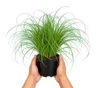 Hierba Gatera Cyperus Alternifolius Zumula DECOALIVE - Maceta 12 cm, Planta Viva Decorativa, 25-30 cm de altura