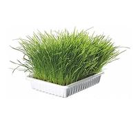 Trixie Hierba Gatos con Bandeja, 100 g