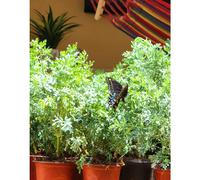 Hierba RUDA RUDA Planta completa con ra z verde peque a