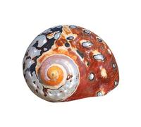 HIFRQVVC Concha Natural, Conchas de mar de Playa, Adorno de Concha de mar Natural for pecera, de 5,5 a 8 cm, for Manualidades de colección, for decoración de Bodas, Fiestas temáticas de Playa(8cm)