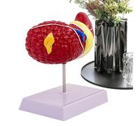 Hígado humano - Modelo detallado de órganos de anatomía, patología realista educación pantalla | Referencia anatómica clara para estudiantes de la escuela de medicina, uso educativo del modelo