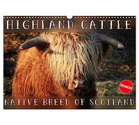 Highland Cattle - Native Breed of Scotland (Wall Calendar 2026 DIN A3 landscape), CALVENDO 12 Month Wall Calendar: Highland Cattle, the scottish cattle breed photographed in its own natural habitat.