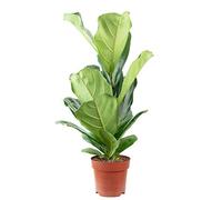 Higo - Planta de interior fácil de limpiar, ficus lyrata - altura aprox. 65 cm, diámetro de maceta 17 cm