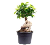 Higuera china - planta de interior de fácil cuidado, Ficus Ginseng - altura aprox. 40 cm, maceta de Ø 17 cm