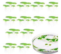 HINAYOSAN Paquete de 2 decoraciones flotantes para peceras, lenteja de agua flotante, decoración de acuario, planta de acuario