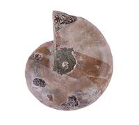Hinchar Muestra Fósil de Amonita Piedras Naturales Colección Mineral Única Concha de Madagascar Decoración Didáctica Decoración para el Hogar Estilo Retro Set 2 Piezas Diámetro 2 (Diámetro 4
