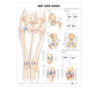 Hip and Knee Anatomical Chart