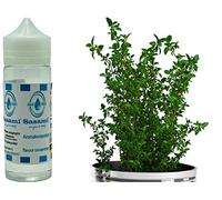 Hisopo de jardín aroma concentrado - Vegano - Sasami - 100ml