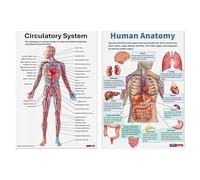 Hitburu Póster de Anatomía Humana - 16 Unidades Pósteres de Esqueleto,Cuadro Anatómico Detallado Para Pared De Aula En Escuelas Enfermería Hospital Formación Médica