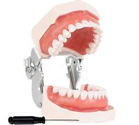HiyyFloy Modelo De Dientes Typodont con Dientes Desmontables para Estudiantes De Higiene Dental, Adecuado para Enseñanza, Práctica Y Estudio, con Un Destornillador Pequeño