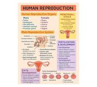 HJNAOKGWHQ Male & Female Reproductive Systems Anatomy Poster Set, Biology Wall Chart for Students, Nurse Educator Resource, Science Class Decor(Unframed,16x24inch(40x60cm))