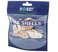 Hobby 40224 Sea Shells Set, L