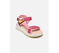 Hoff AKAMARU 37 Rosa