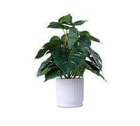 HOFMEFY Planta artificial Monstera en maceta, plantas falsas realistas, decoración de mesa con maceta de plástico blanca estriada de 31 cm de alto, palmera tropical falsa, hojas más grandes