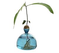 Hogvinnatil Jarrón de Aguacate de Transparente para Semillas de Aguacate, para Principiantes, plantador de brotes Transparente, Recipiente para Aguacate, jarrones de Flores, jarrones de