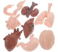 Hohopeti Modelo de Órganos Humanos Educativo 8 Piezas Realista para Enseñanza Escolar, Kit Estático de Cerebro, Corazón, Intestinos y Riñones, Herramienta Didáctica para Anatomía Aplicada
