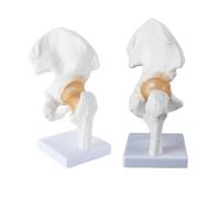 Hoite Modelo de articulación de cadera de tamaño natural con ligamentos flexibles y soporte para demostración educativa e investigación científica.