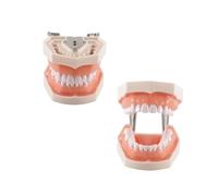 Hoite Modelo de dientes de tipodonto dental, 28 piezas, dientes de repuesto para la práctica dental, educación, dentistas, estudiantes.