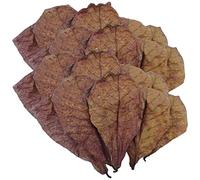 Hojas de Almendra de Pescado - Acuario de Hojas de camarón Natural, acondicionador de Agua de Equilibrio de pH para pecera, Tanque de Tortugas y Acuario, Accesorios de para Serpientes, lagartos,